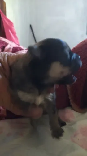 Vende se filhotes de spiti alemão o lulu da pomerana wtsaap é * Itapetininga sp