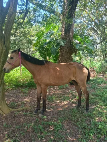 Vendo cavalo baio
