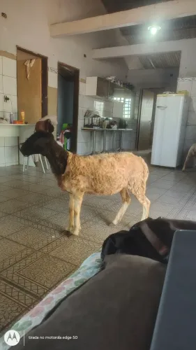 ovelha dopper