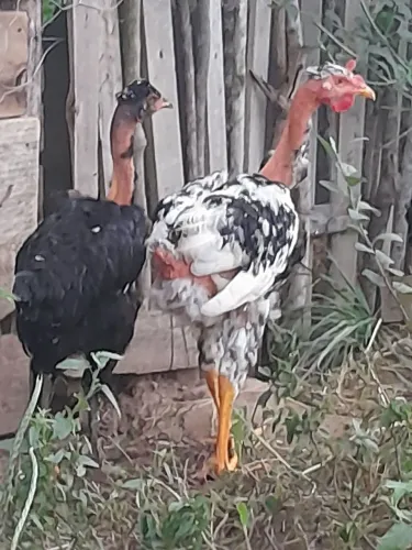Franguinho balão pescoço pelado, motley, caneludos, pecocudos, pai pesando 6.5Ks