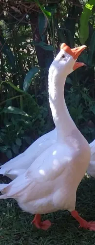 Ganso sinaleiro chinês