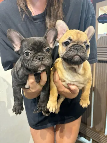Bulldog francês leve o seu- filhotes já liberados