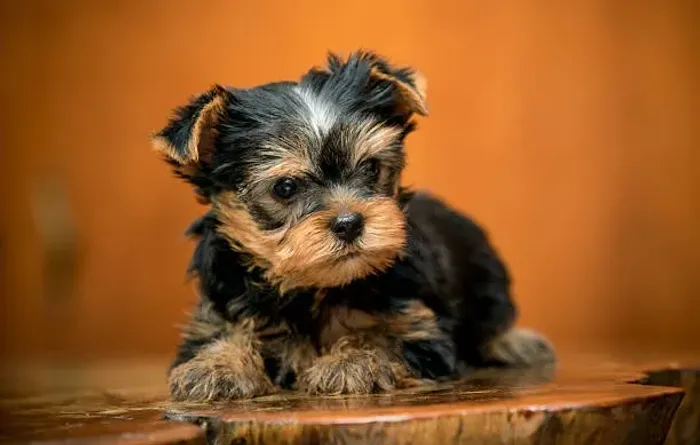 Yorkshire Filhote Para Trazer Mais Fofura Para Seus Dias