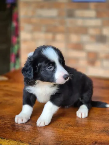 FILHOTES BORDER COLLIE DISPONÍVEIS!