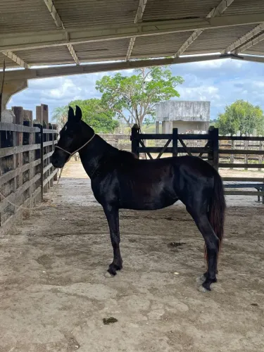 ÉGUA MANGALARGA  REGISTRADA
