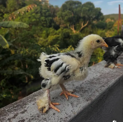 Brahma motled