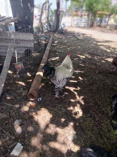Galo Brahma