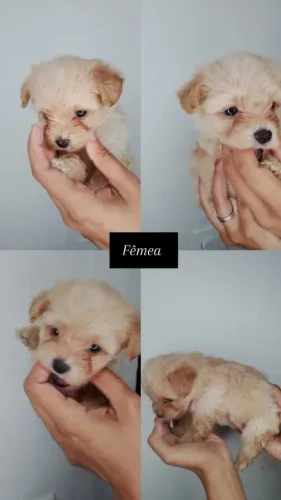 Filhote de poodle