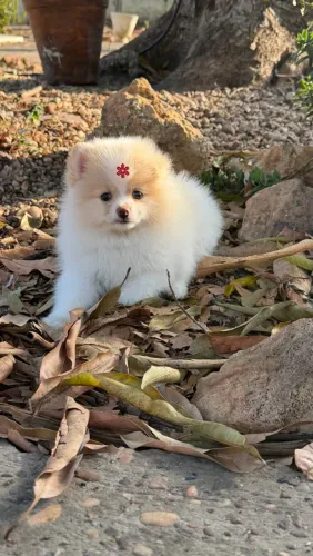 Lulu da pomerânia 