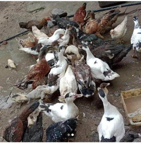 Galinha e pato