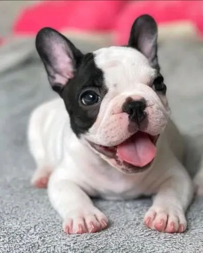 bulldog frances contrato de garantia 