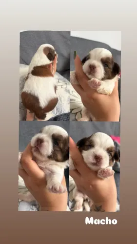 Pet