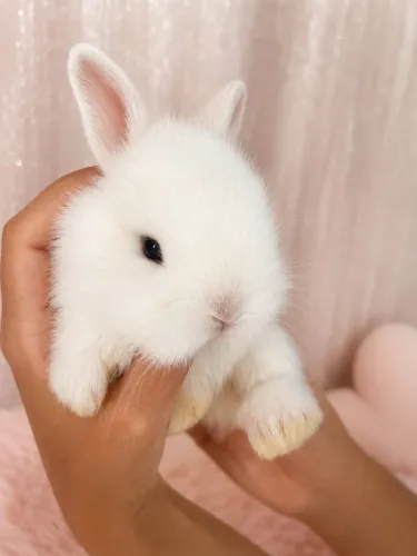 Filhotes de Coelho Mini Lion com Mini Lop