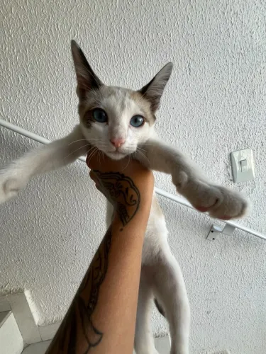 Gata