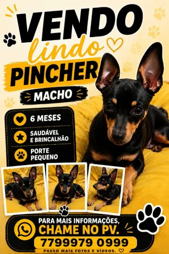 Vendo um dog super companheiro.