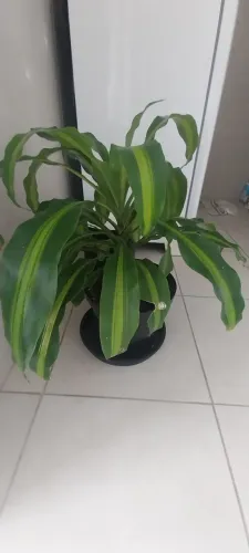 Planta