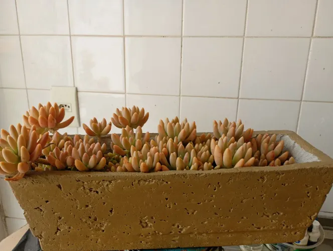 Suculenta em vasos