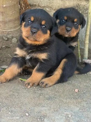 Rottweiler Um cachorrinho que vale a pena conhecer