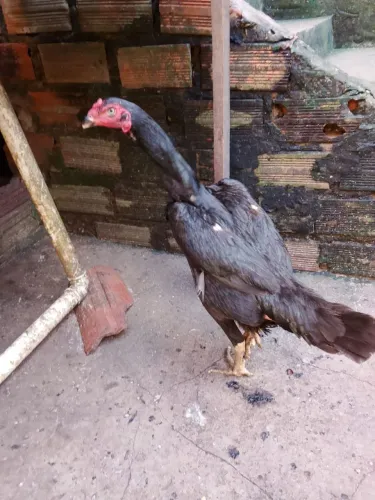 Galinha carioca