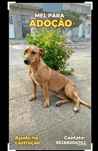 Cadelinha Mel,pra adoção