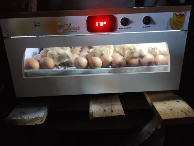 Chocadeira automática até 70 ovos