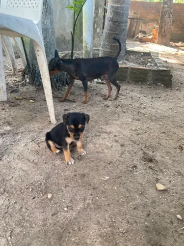 Pincher com Fox Paulistinha fêmea
