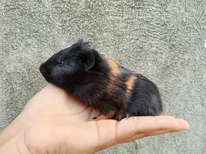 Porquinho da índia filhote fêmea