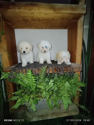 Poodle toy