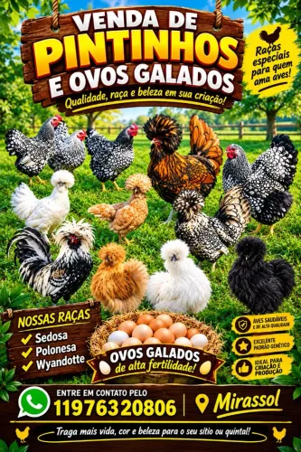 Wyandotte, Sedosa e Polonesa
