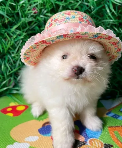 Baby face spitz Alemão anão 