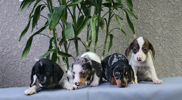 Teckel-Dachshund - Várias Cores a Pronta Entrega!!