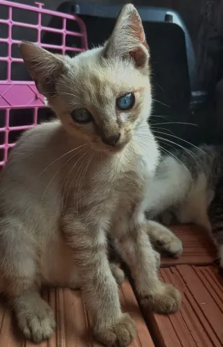 Adoção Responsável!