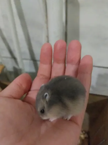 Hamster anao russo