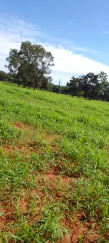 fazenda córrego amarelo