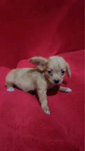 Cachorrinhos, shith tzu misturado com poodle, porte pequeno 