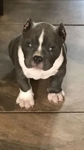 Filhotes De American Bully - Patinhas Cheias De Esperança 