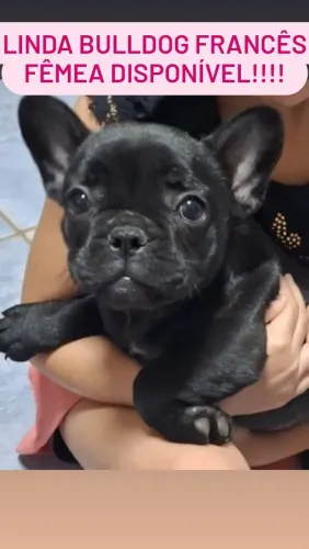 Bulldog francês fêmea de excelente padrão