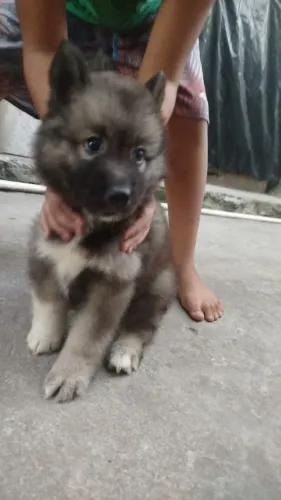 Cachorro husky siberiano