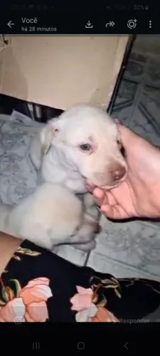 Vendo filhote de labrador  misturado com pitbul macho do olho azul