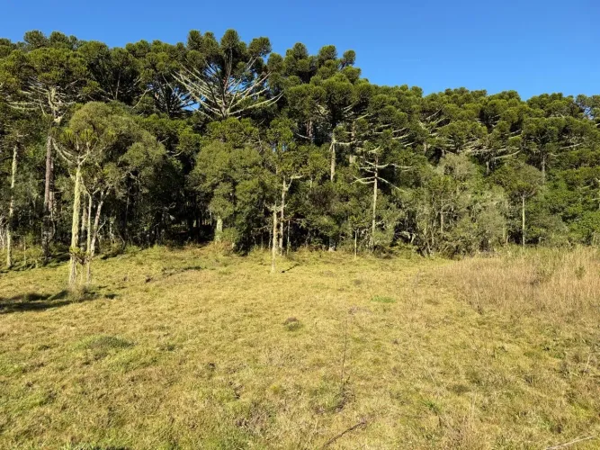 Terreno Painel SC - Serra Catarinense