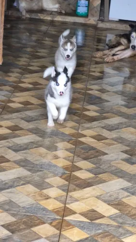 Husky Siberiano