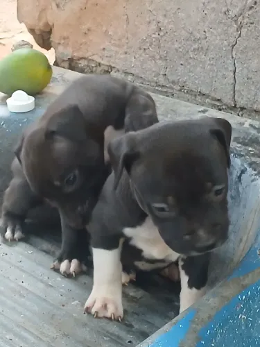 Filhotes pitbull