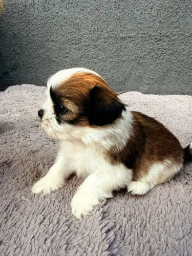 ###lhasa apso###