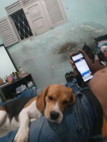Cadela a procura de um namorado 