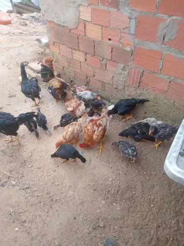 Galinhas de Raça 