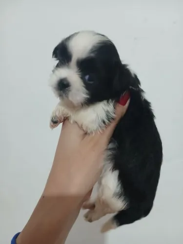 Mini shihtzu femea preta a branca