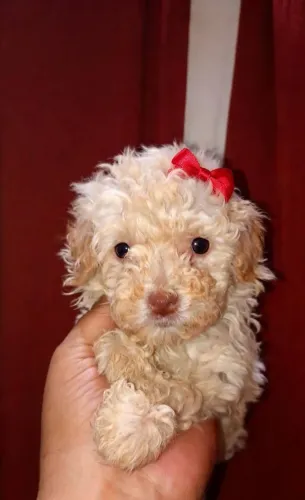 Poodle toy fêmea