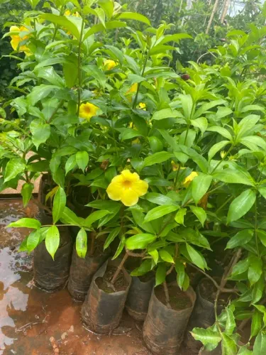 Muda de Alamanda Amarela