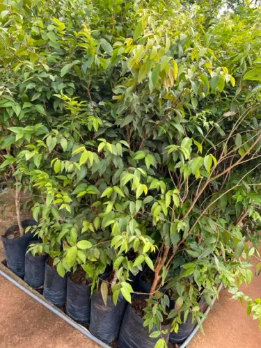 Muda de jabuticaba branca