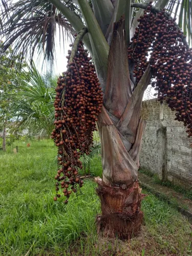Vendo fruto e muda de buriti
